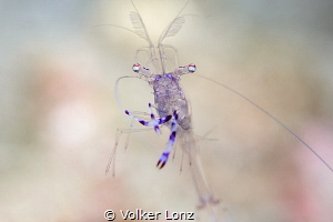 Free swimming shrimp by Volker Lonz 